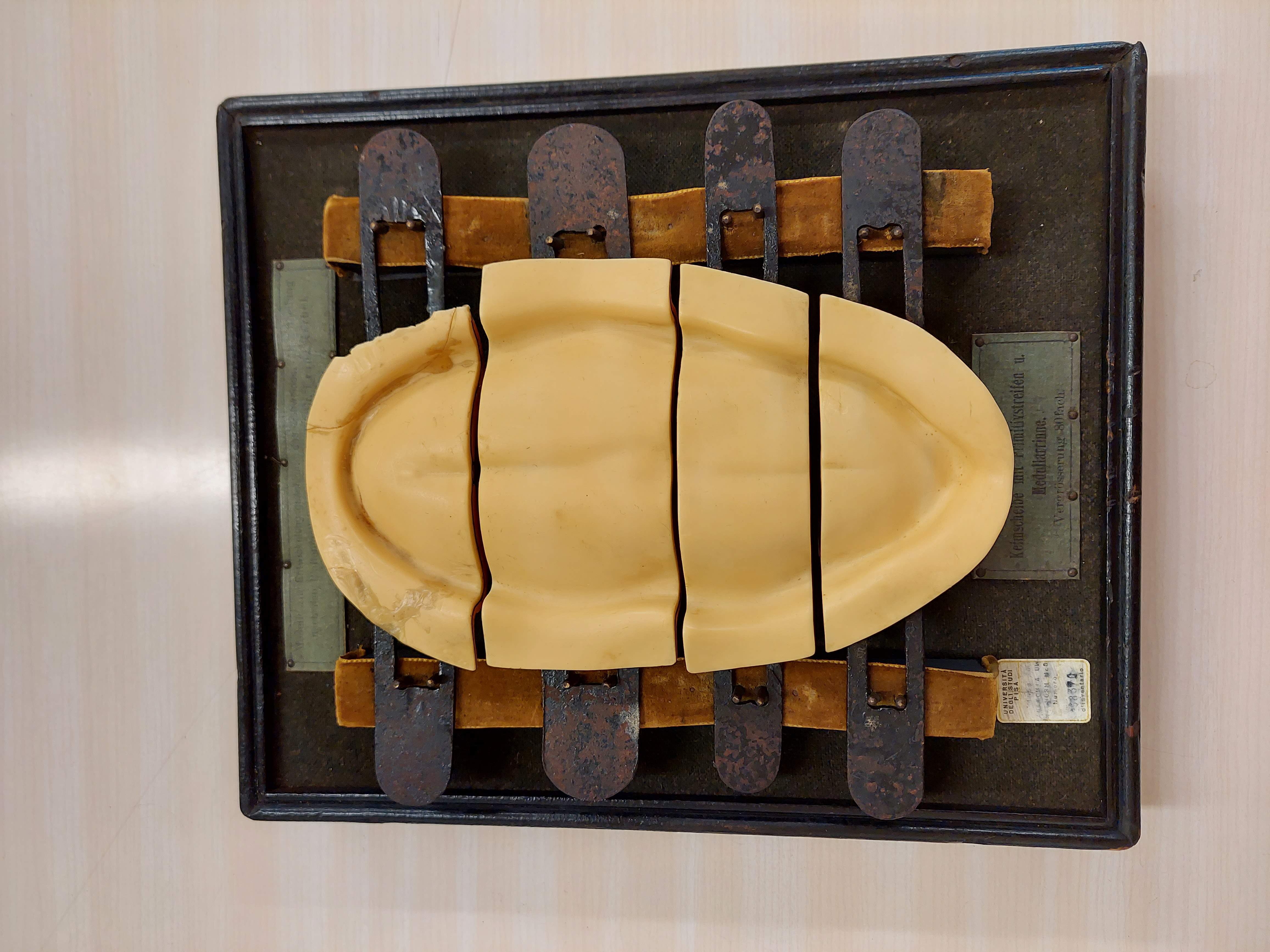 cera anatomica di Ziegler, Friedrich (bottega) (inizio XX secolo)