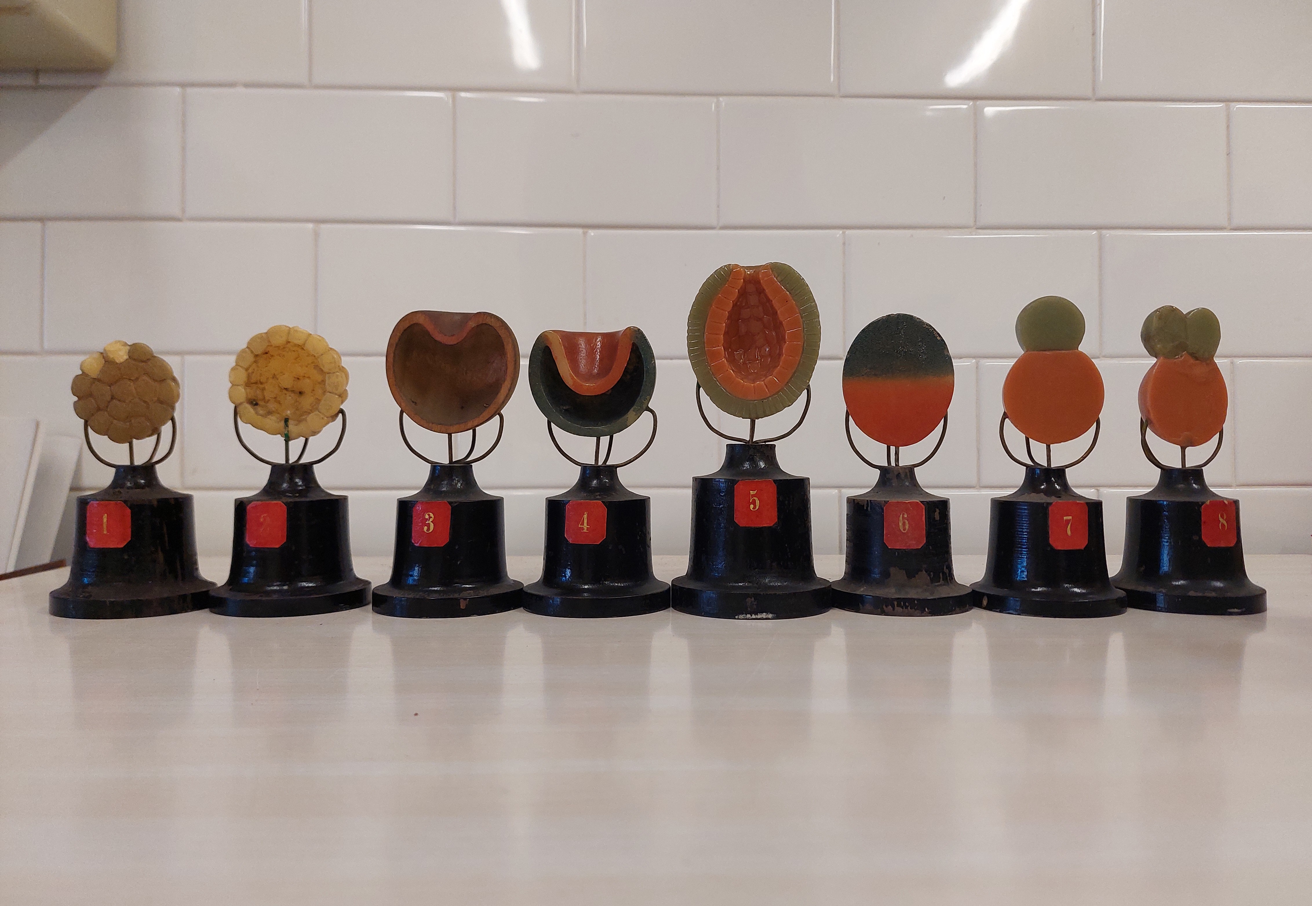 cera anatomica (XIX-XX)