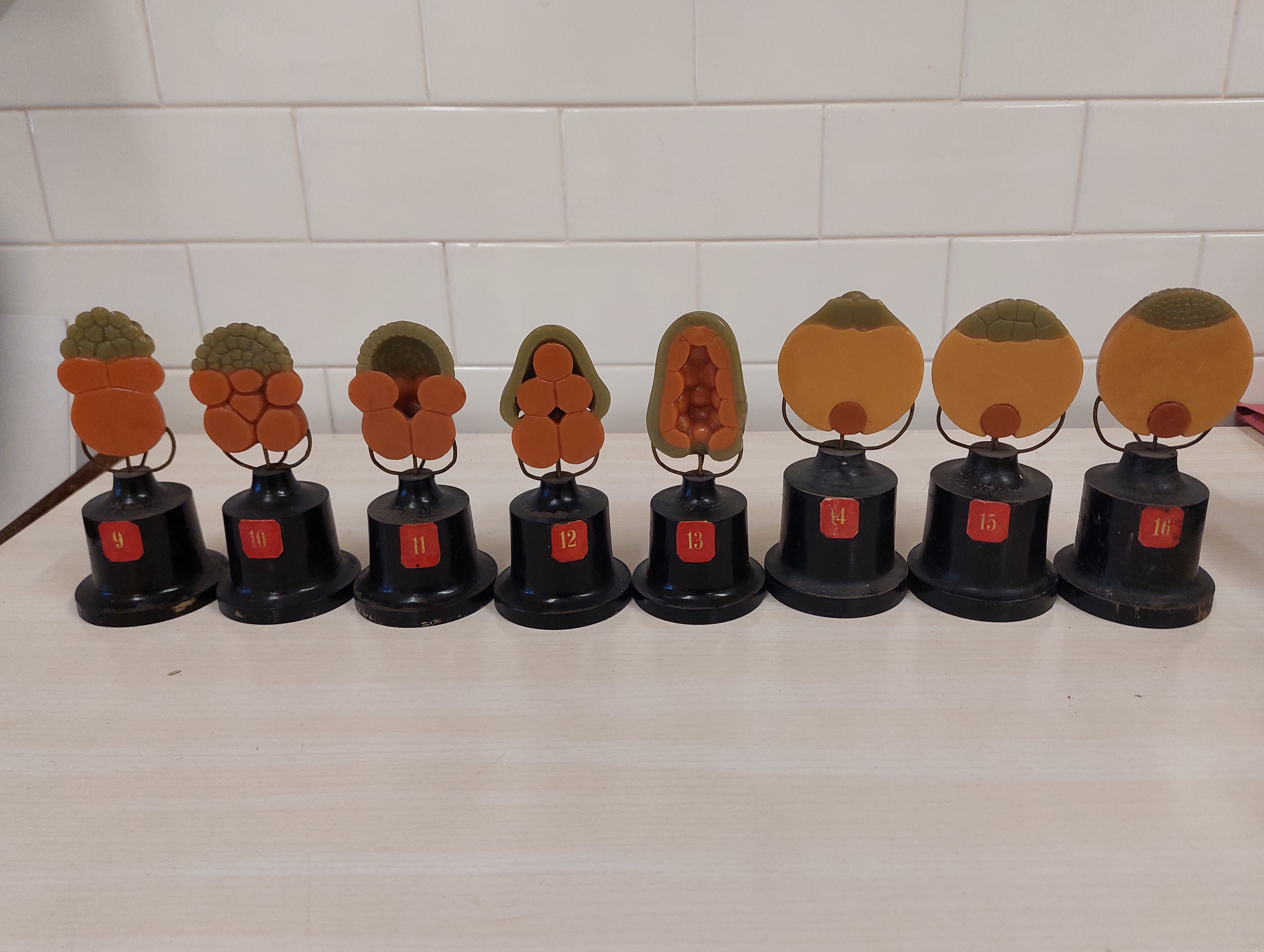 cera anatomica (XIX-XX)