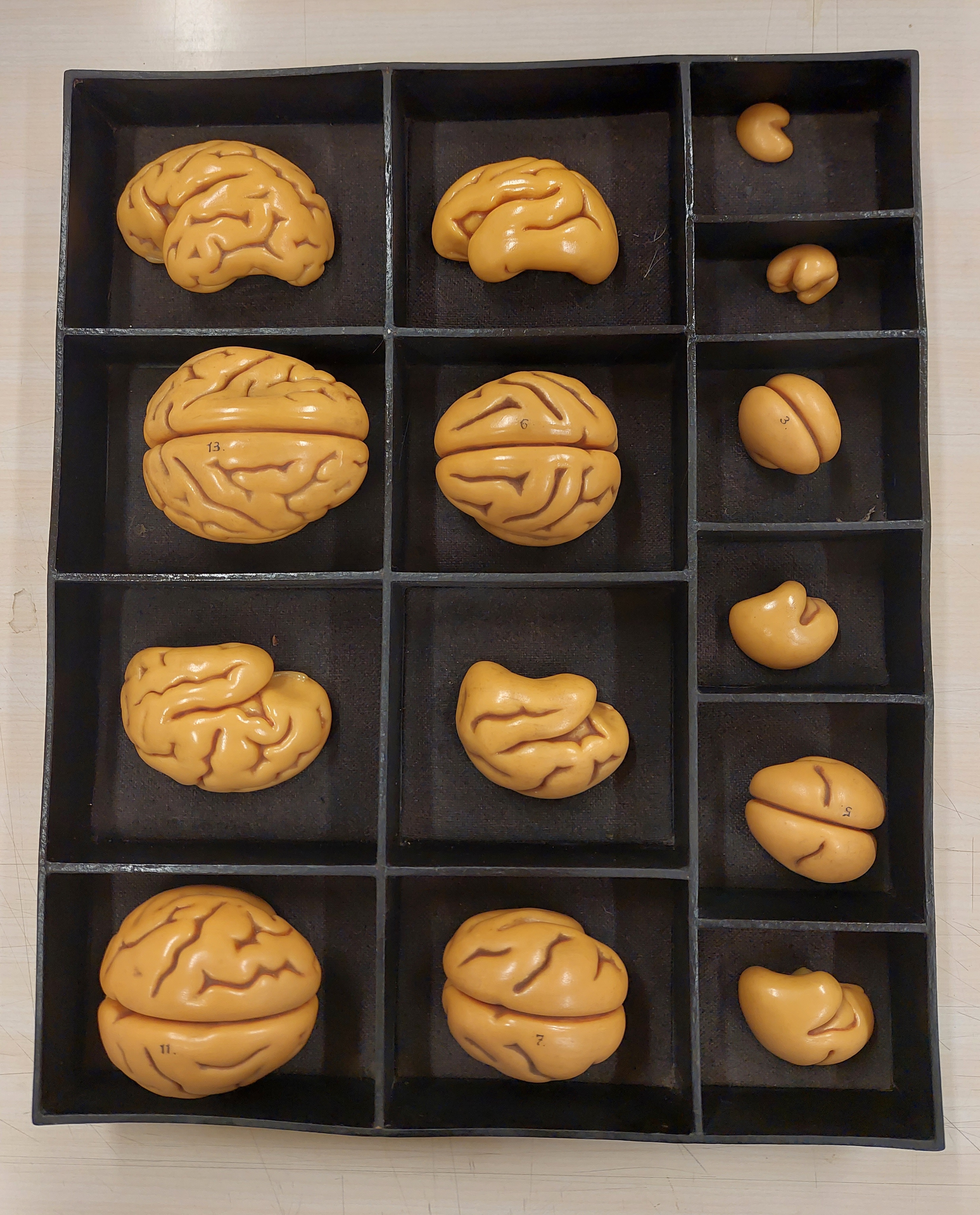 cera anatomica di Ziegler, Friedrich (bottega) (XX secolo)