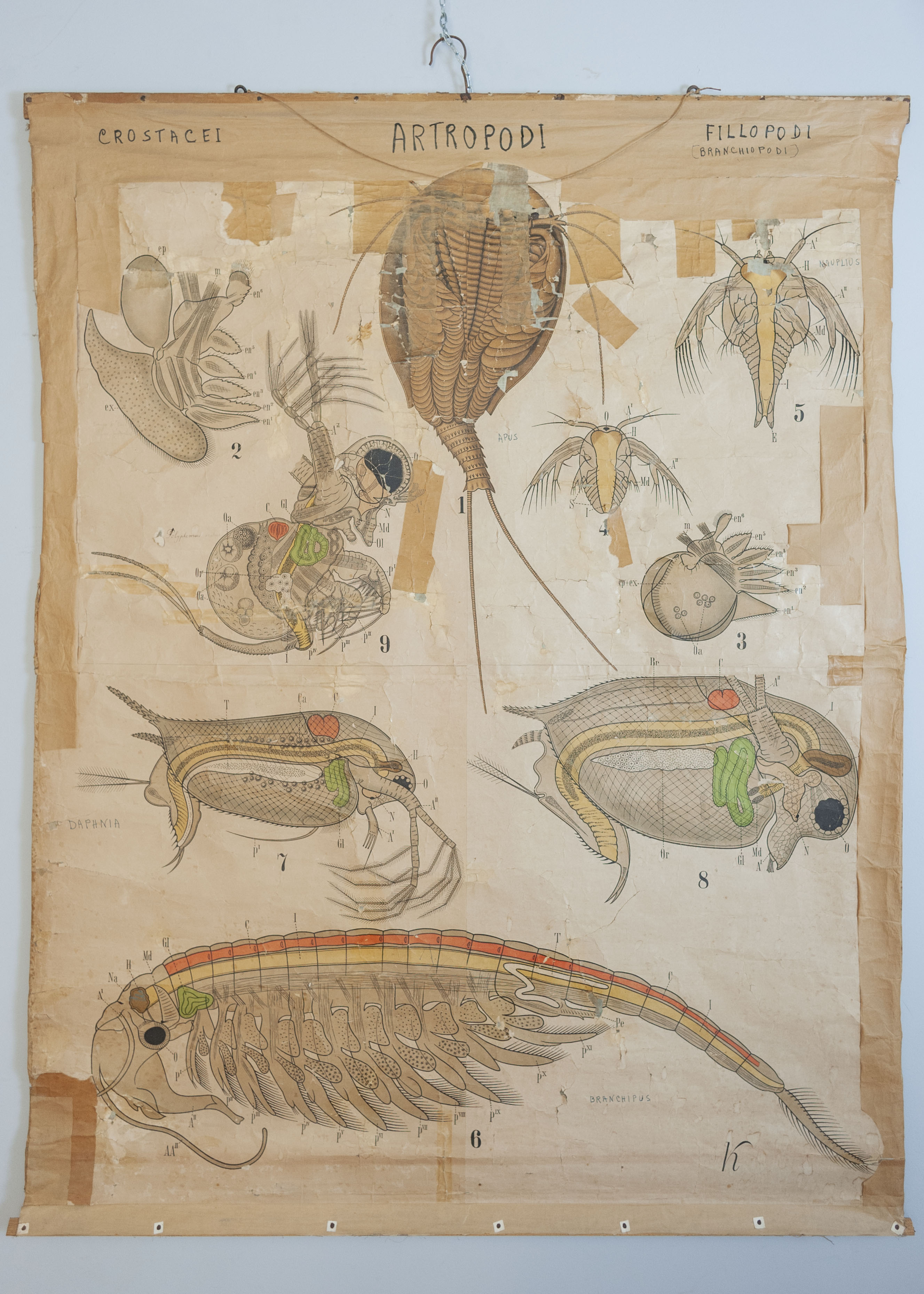 tavola parietale didattica, Arthropoda. Crustacea. Phyllopoda. Tav. XXVI di Leuckart, Rudolf, Krieger, Karl Richard (ultimo quarto XIX)