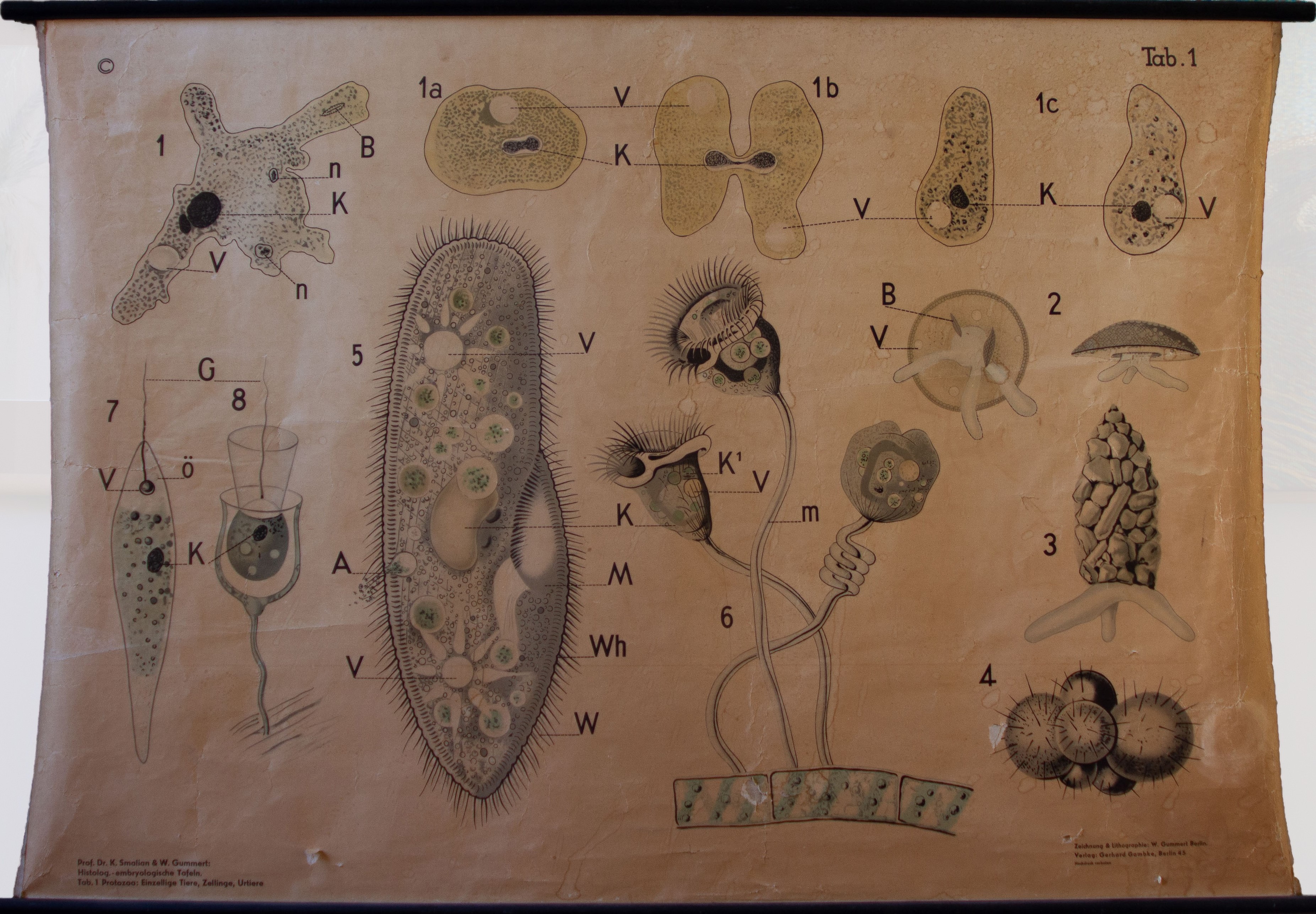 tavola parietale didattica, Protozoa: Einzellige Tiere, Zellinge, Urtiere di Smalian, Karl, Gummert, W, Gambke, Gerhard (anni venti XX)