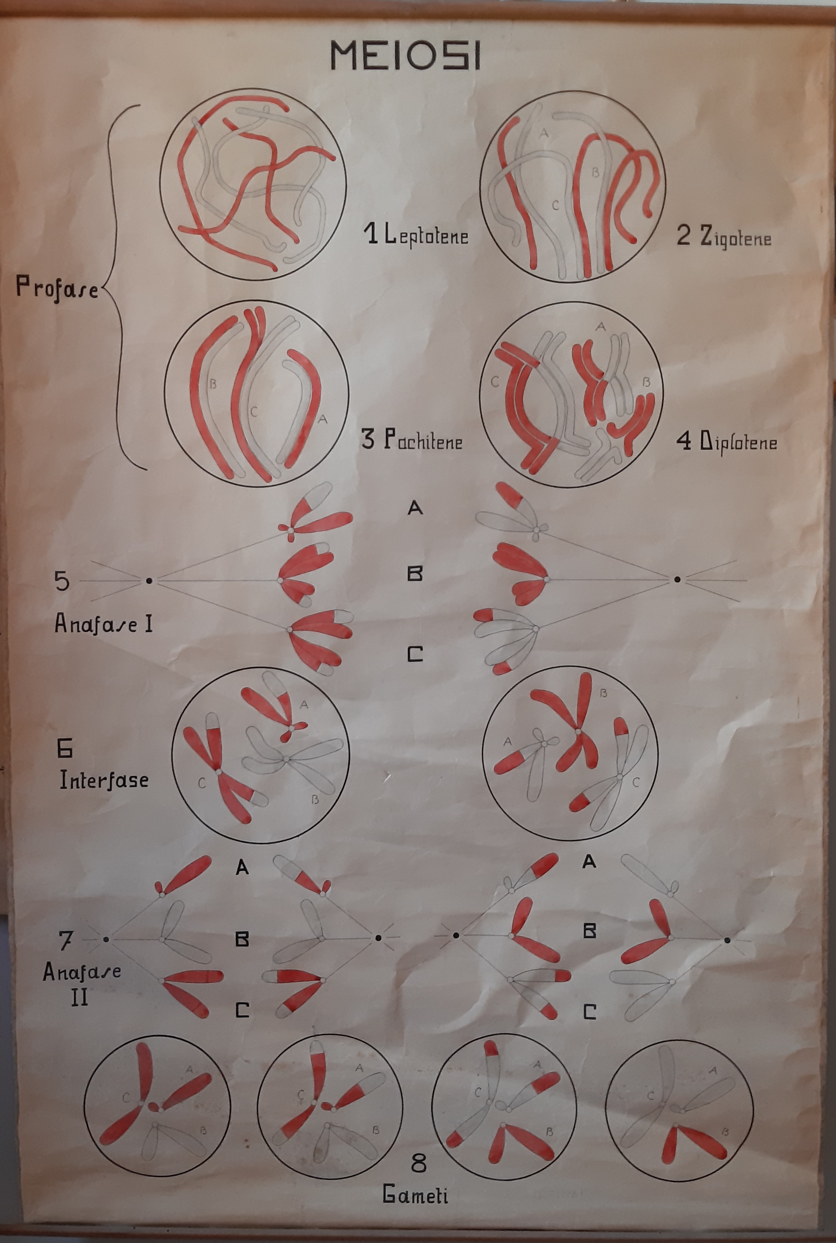 tavola parietale didattica, Meiosi di Cartiere Miliani Fabriano (seconda metà XX)