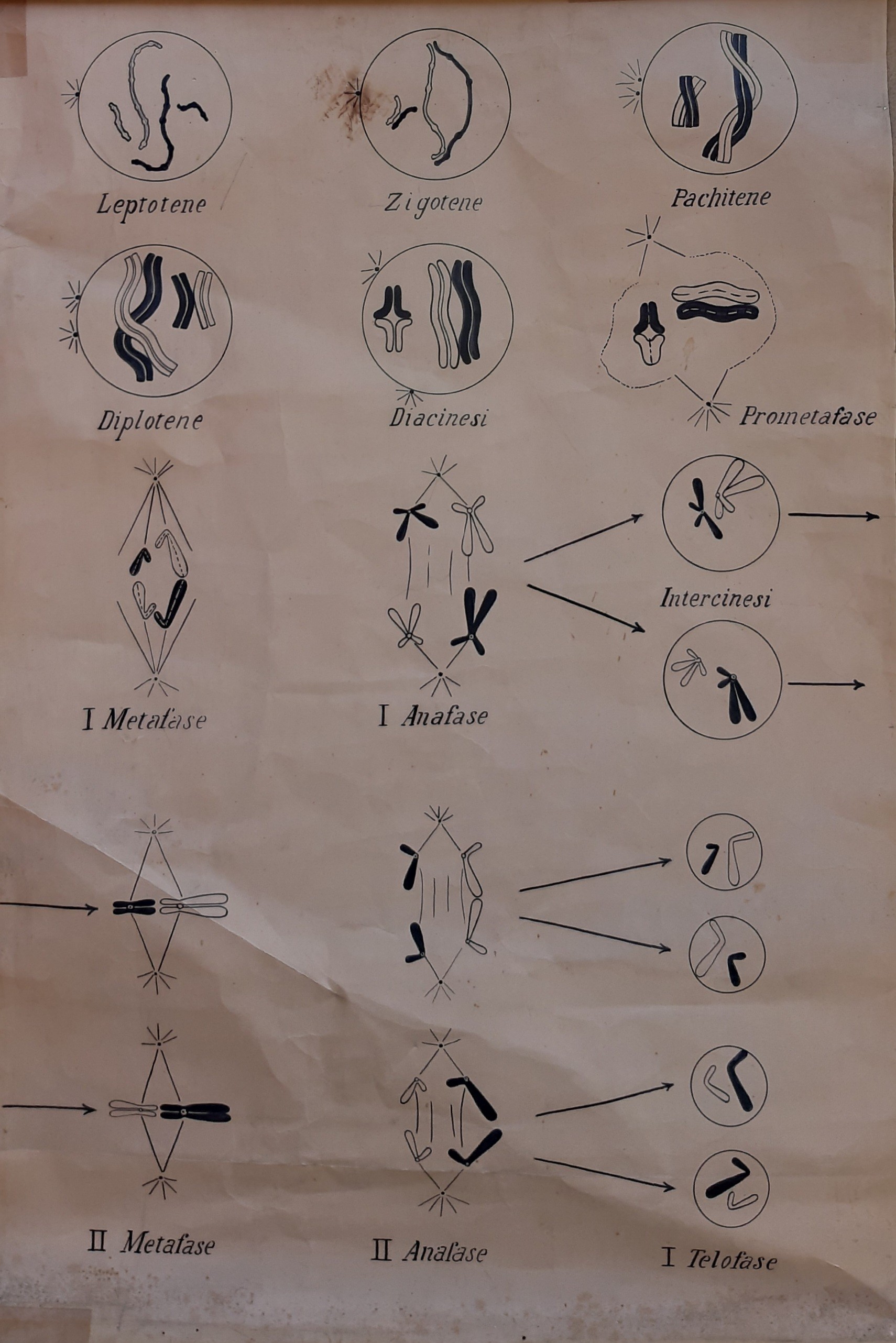 tavola parietale didattica, Meiosi (seconda metà XX)