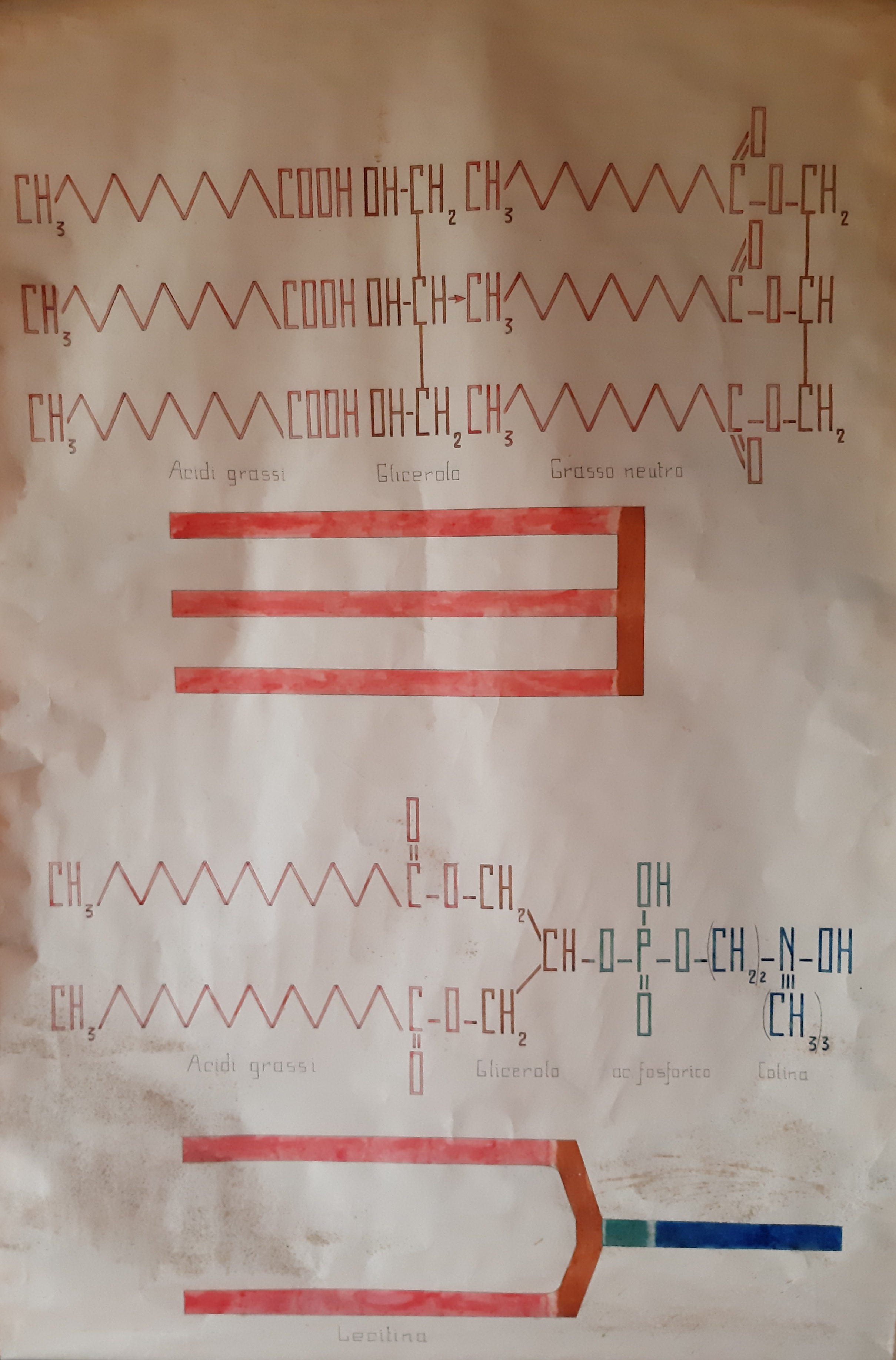 tavola parietale didattica, lipidi di Cartiere Miliani Fabriano (seconda metà XX)