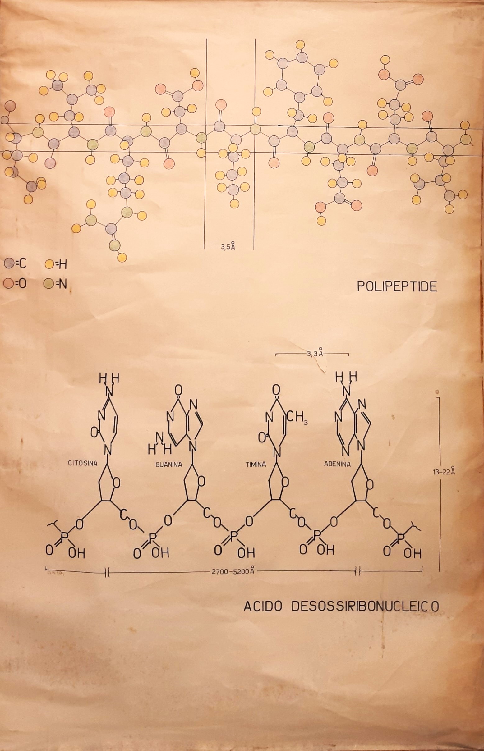 tavola parietale didattica, porzione di polipeptide e di singolo filamento di DNA di Cartiere Miliani Fabriano (seconda metà XX)