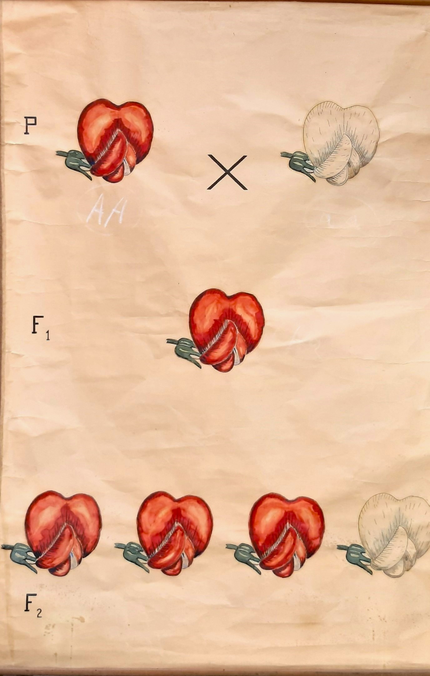 tavola parietale didattica, legge di Mendel - fiore di Cartiere Miliani Fabriano (seconda metà XX)