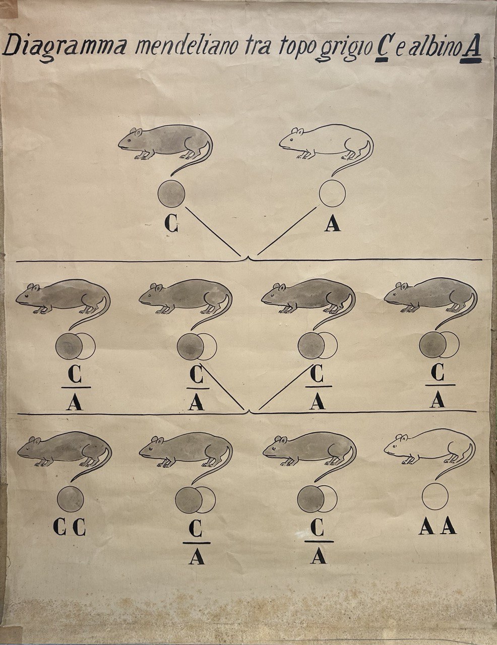 tavola parietale didattica, legge di Mendel - topo (seconda metà XX)