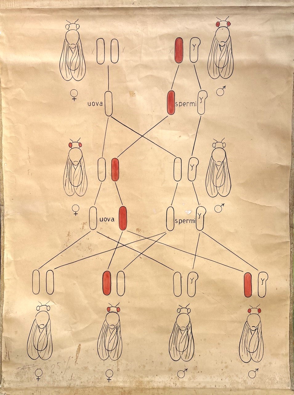 tavola parietale didattica, eredità legata al sesso - Drosophila (seconda metà XX)