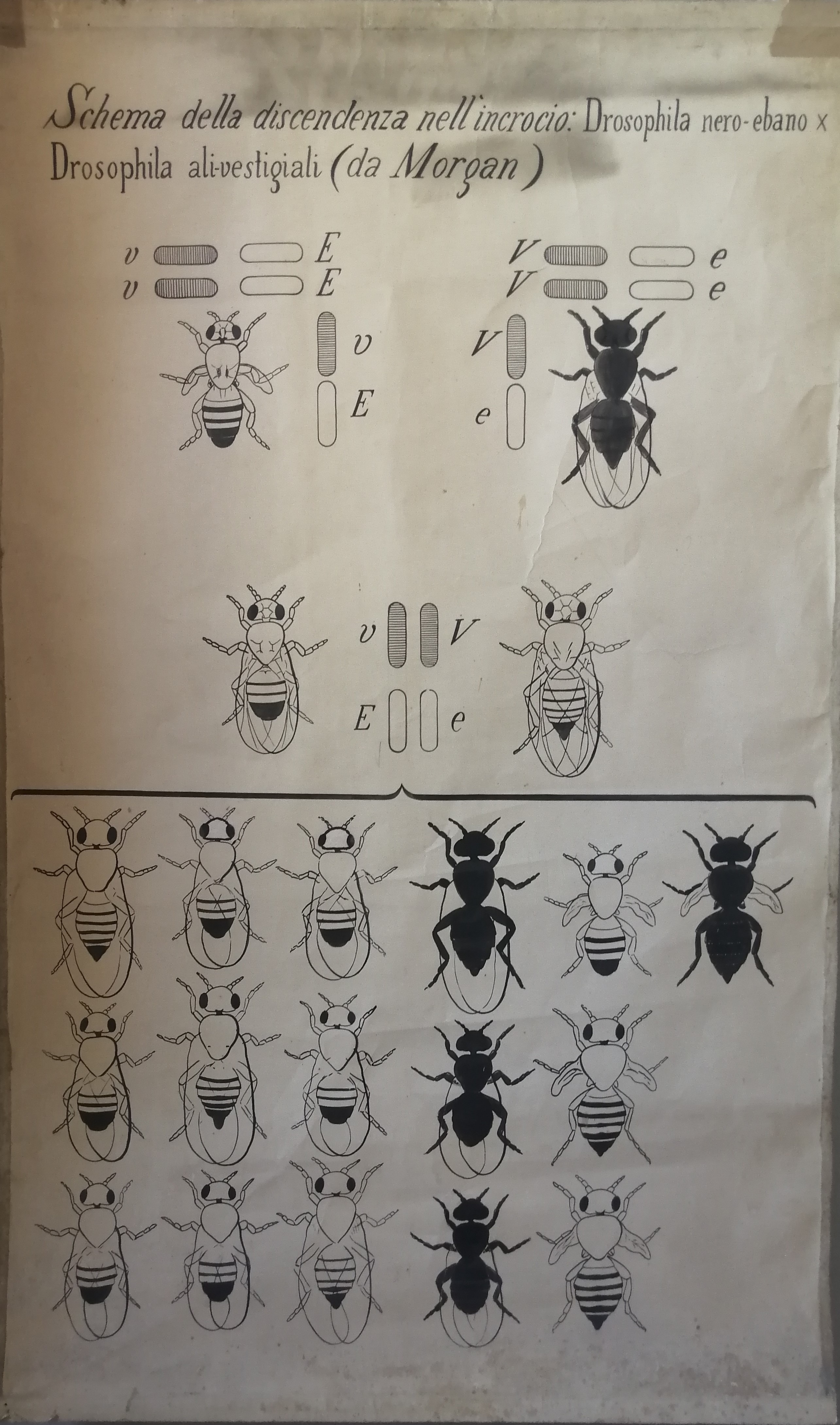 tavola parietale didattica, legge della dipendenza - Drosophila di Cartiere Miliani Fabriano (seconda metà XX)