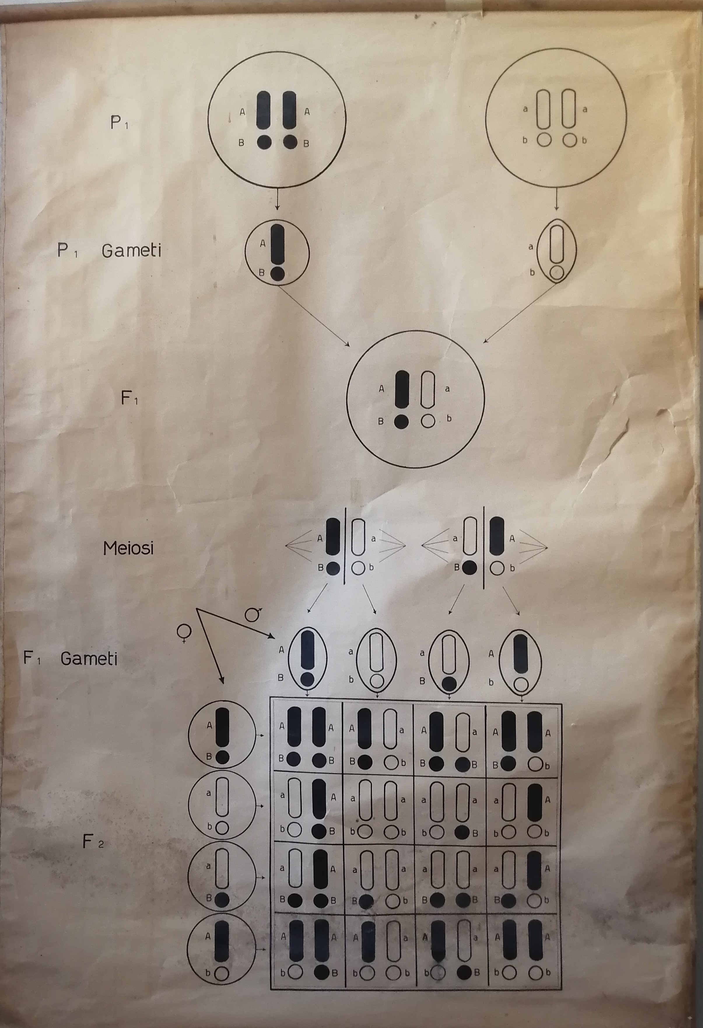 tavola parietale didattica, legge dell'indipendenza dei caratteri - gameti di Cartiere Miliani Fabriano (seconda metà XX)