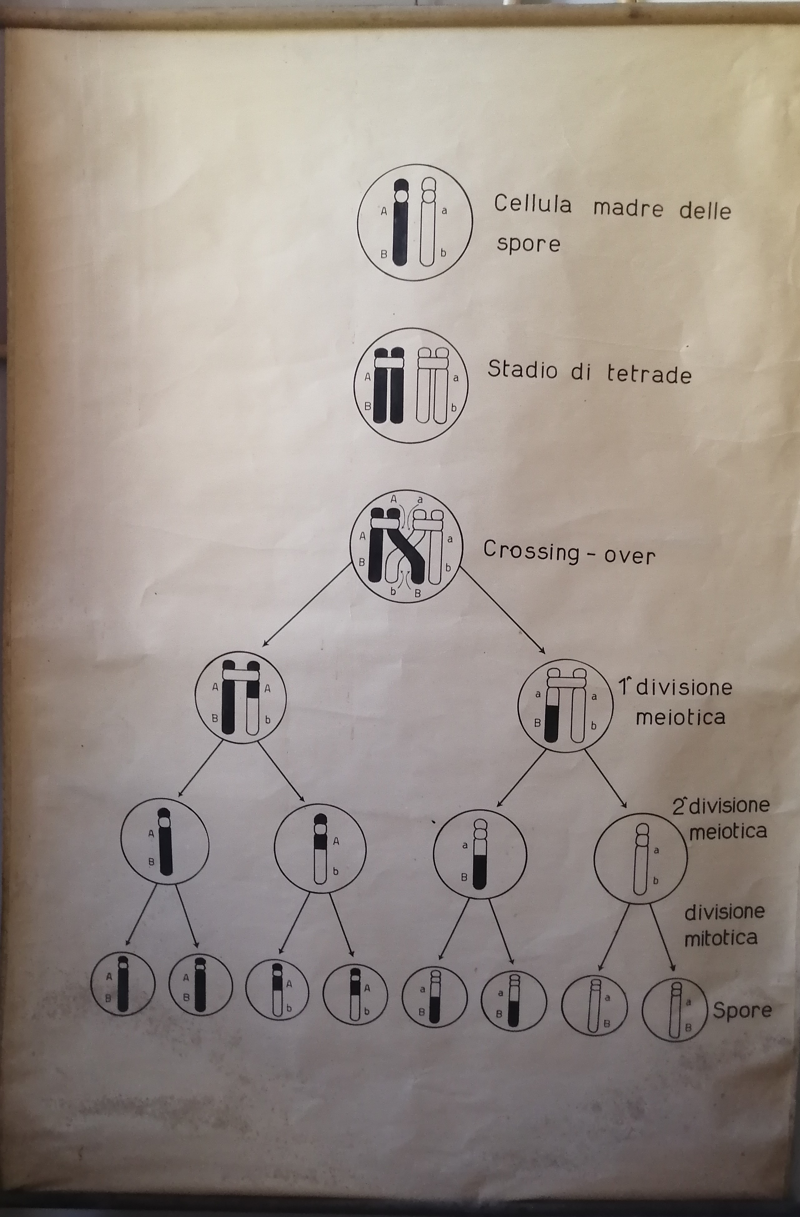 tavola parietale didattica, crossing-over di Cartiere Miliani Fabriano (seconda metà XX)