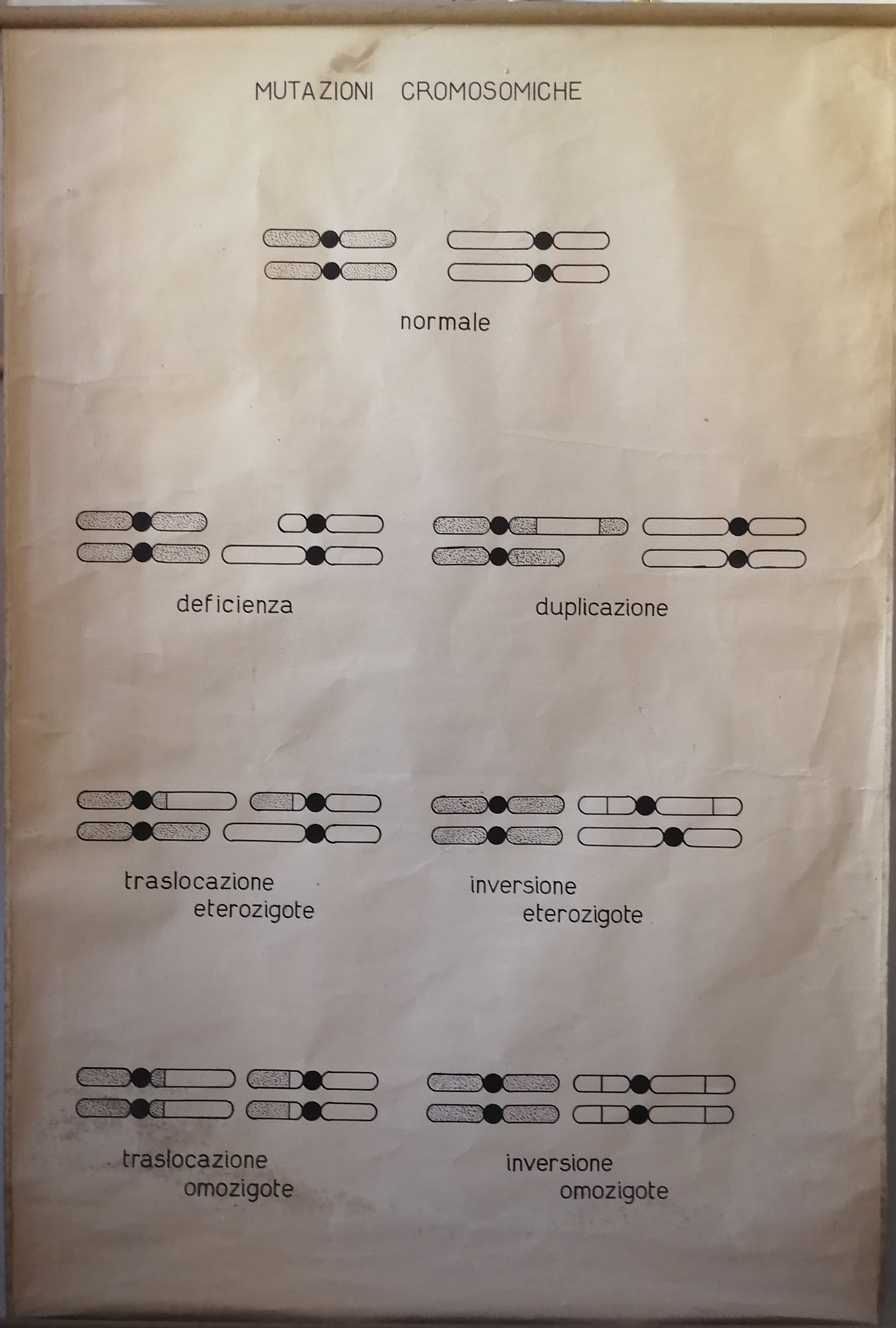 tavola parietale didattica, mutazioni cromosomiche di Cartiere Miliani Fabriano (seconda metà XX)