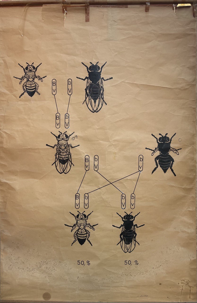 tavola parietale didattica, Gene linkage in Drosophila di Cartiere Miliani Fabriano (seconda metà XX)