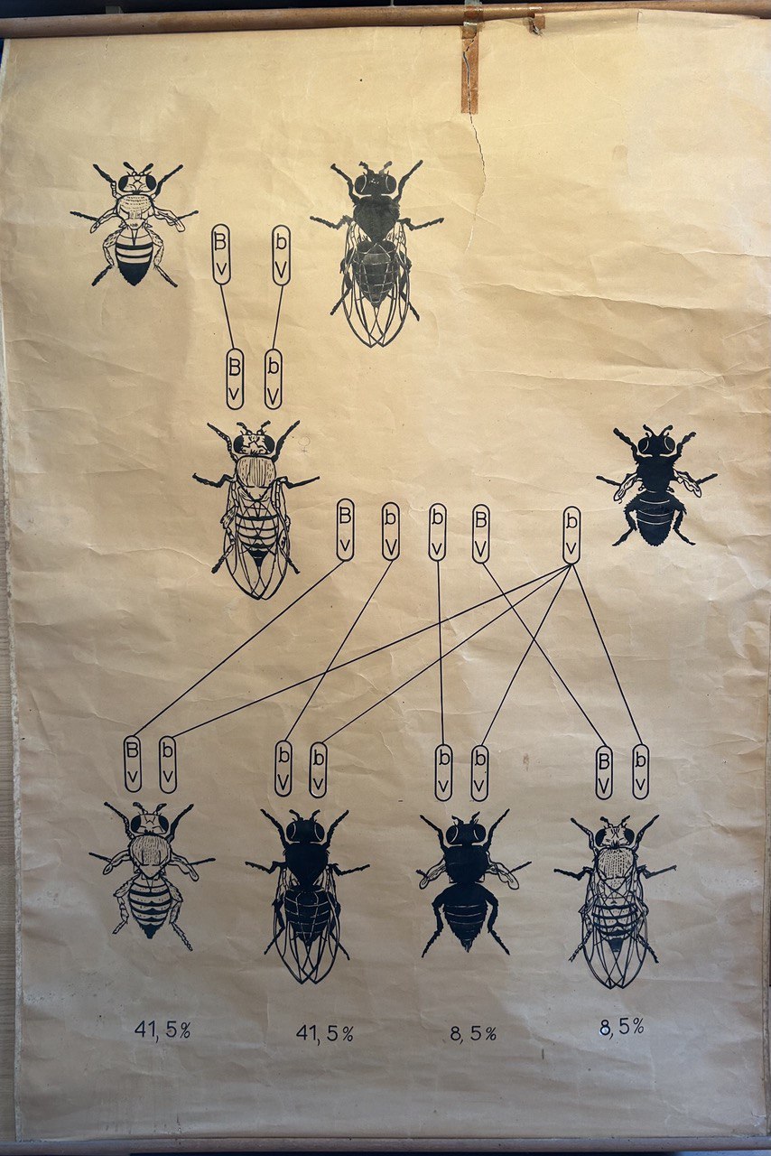 tavola parietale didattica, Gene linkage in Drosophila di Cartiere Miliani Fabriano (seconda metà XX)