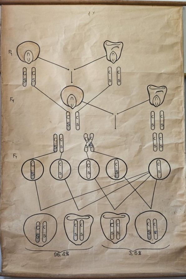 tavola parietale didattica, i fenomeni del gene linkage e del crossing-over nel granoturco di Cartiere Miliani Fabriano (seconda metà XX)