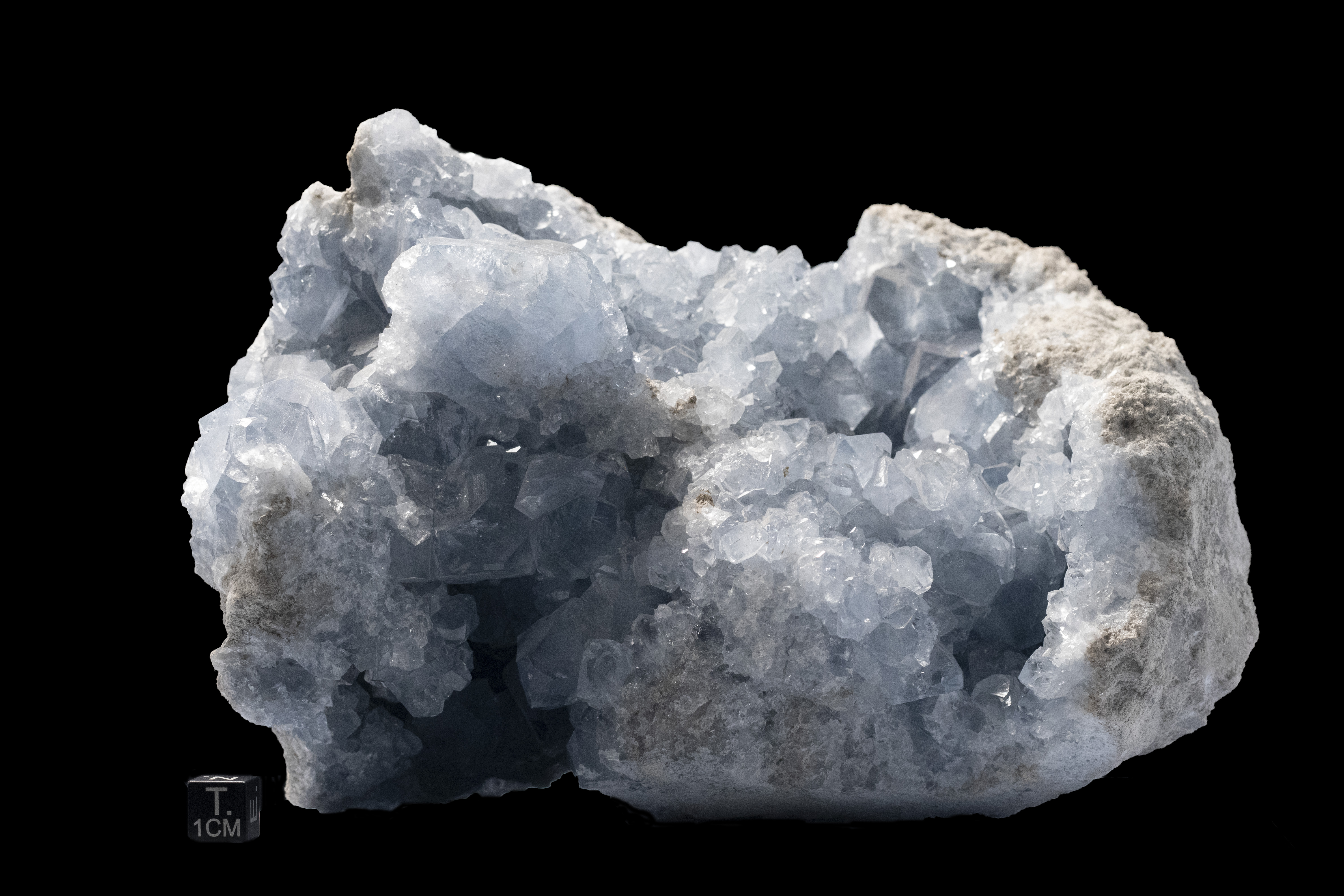 Celestina (esemplare)