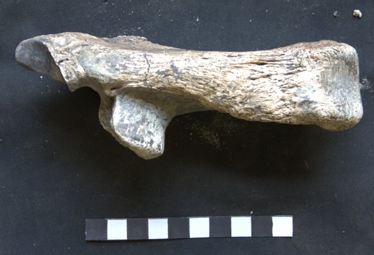 SINGOLO OGGETTO, PERIODIZZAZIONI/ PREISTORIA