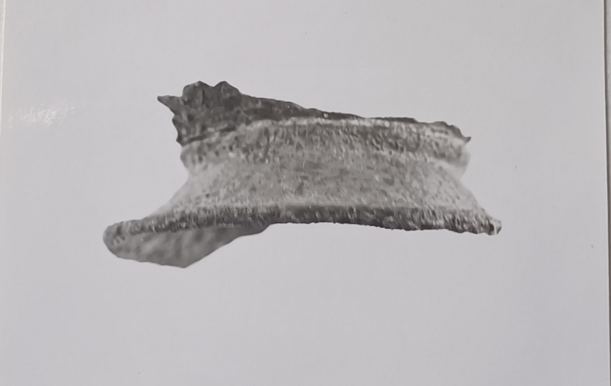 vaso/ troncoconico, piede - produzione etrusca (SECOLI/ VI a.C)