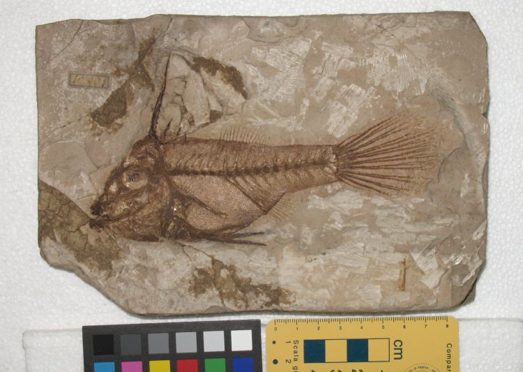 fossile (pesce su lastra)