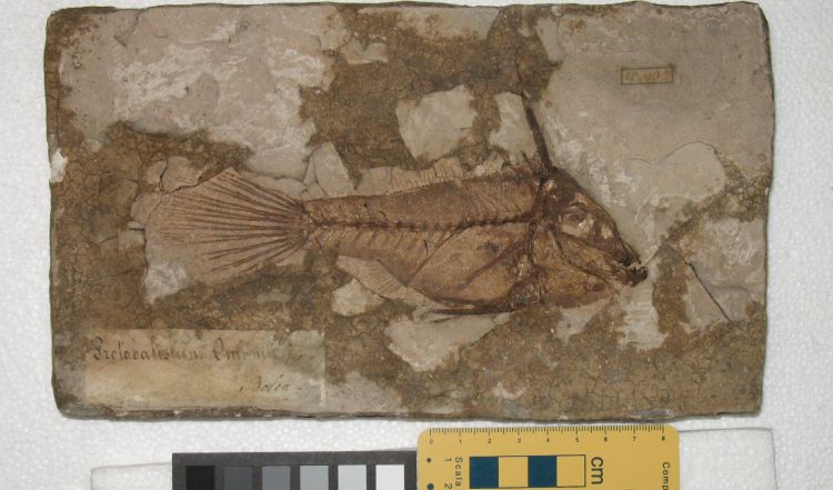 fossile (pesce su lastra, esemplare)