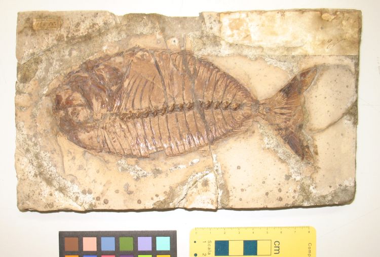 fossile (pesce su lastra, esemplare)