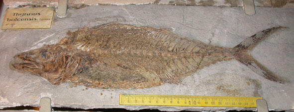 fossile (pesce su lastra, esemplare)