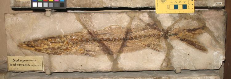 fossile (pesce su lastra, esemplare)