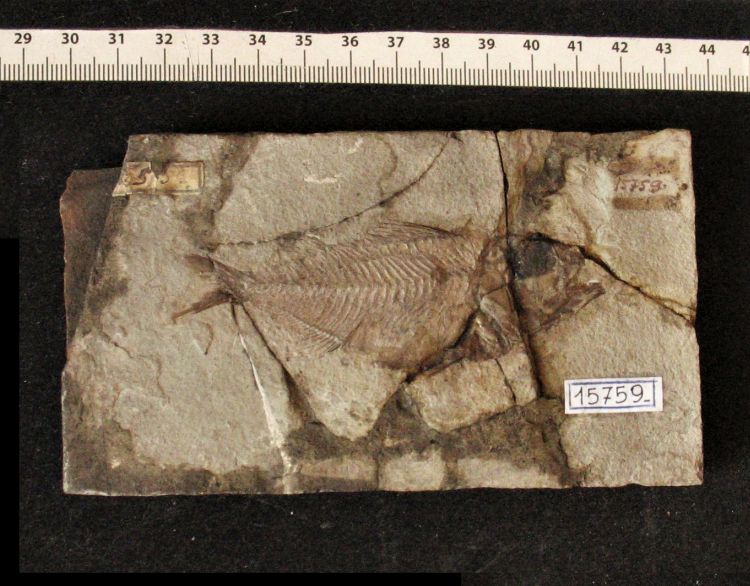 fossile (pesce su lastra, esemplare)