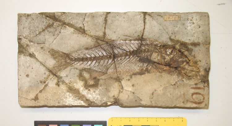 fossile (pesce su lastra, esemplare)