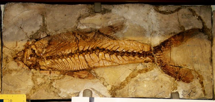 fossile (pesce su lastra, esemplare)