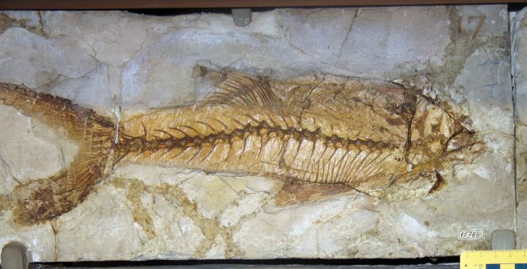 fossile (pesce su lastra, esemplare)