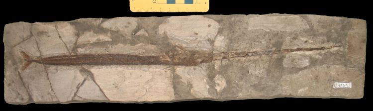 fossile (pesce su lastra, esemplare)