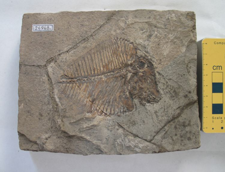 fossile (pesce su lastra, esemplare)
