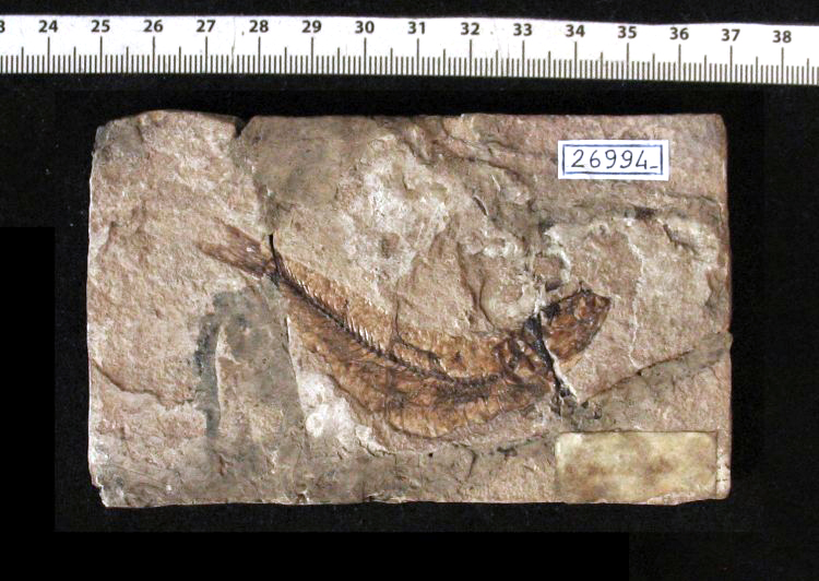 fossile (pesce su lastra, esemplare)