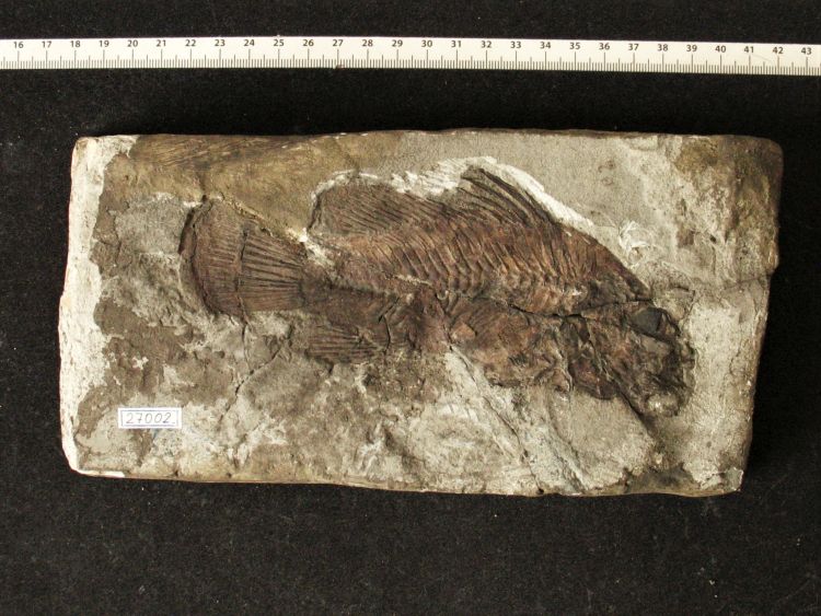 fossile (pesce su lastra, esemplare)