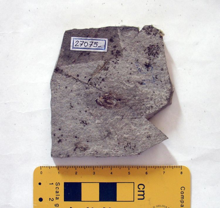 fossile (pesce su lastra, esemplare)