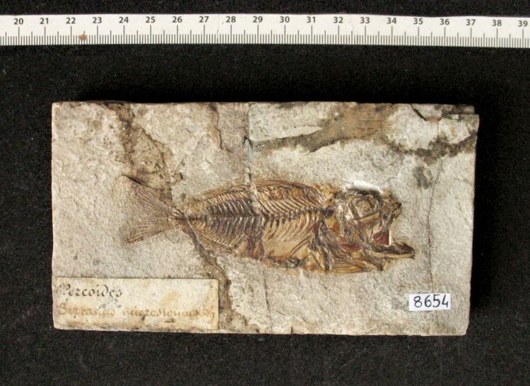 fossile (pesce su lastra, esemplare)
