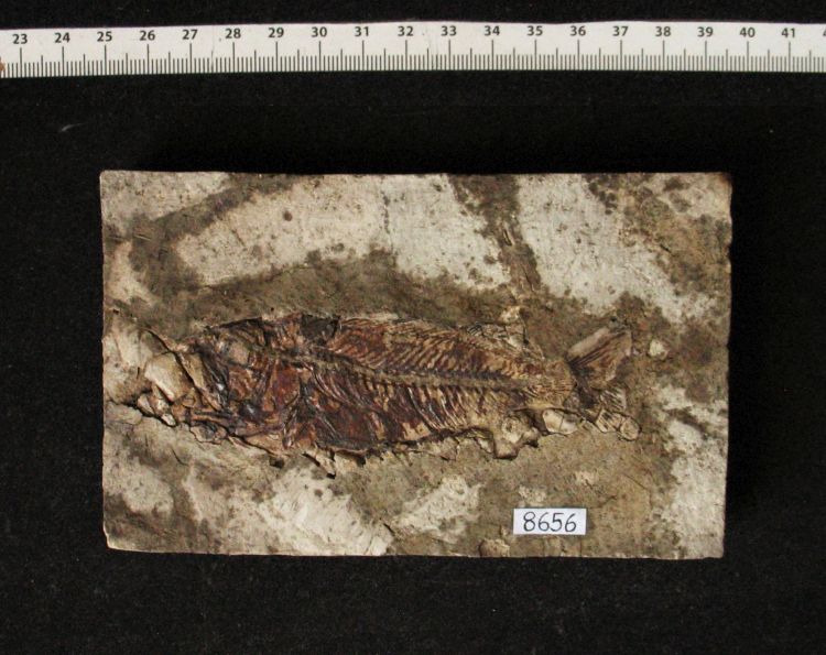 fossile (pesce su lastra, esemplare)