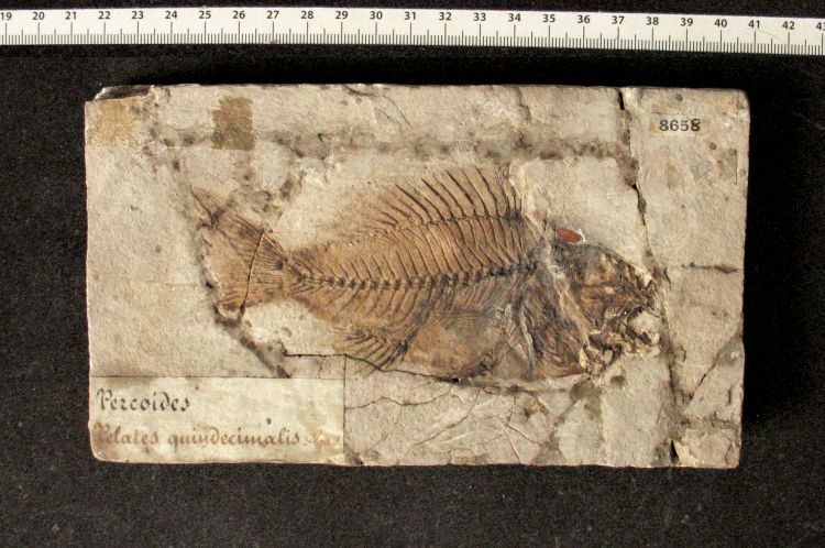 fossile (pesce su lastra, esemplare)