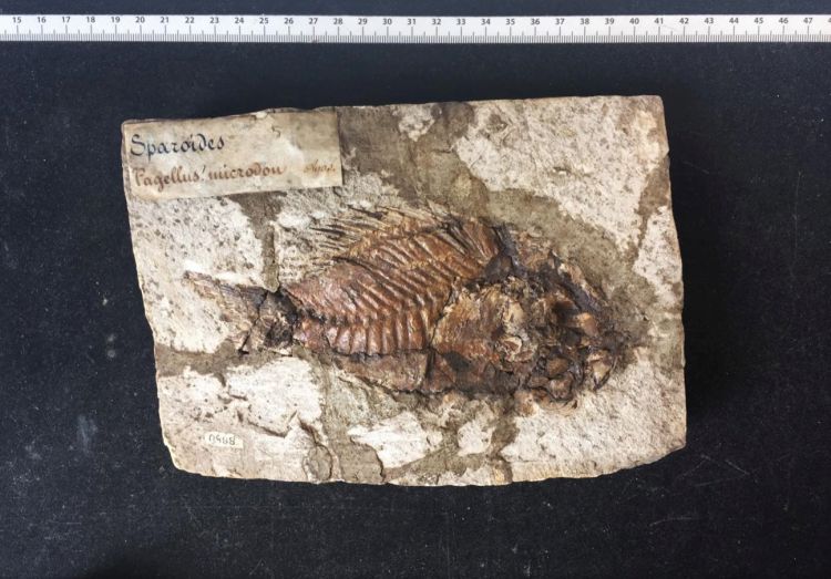 fossile (pesce su lastra, esemplare)