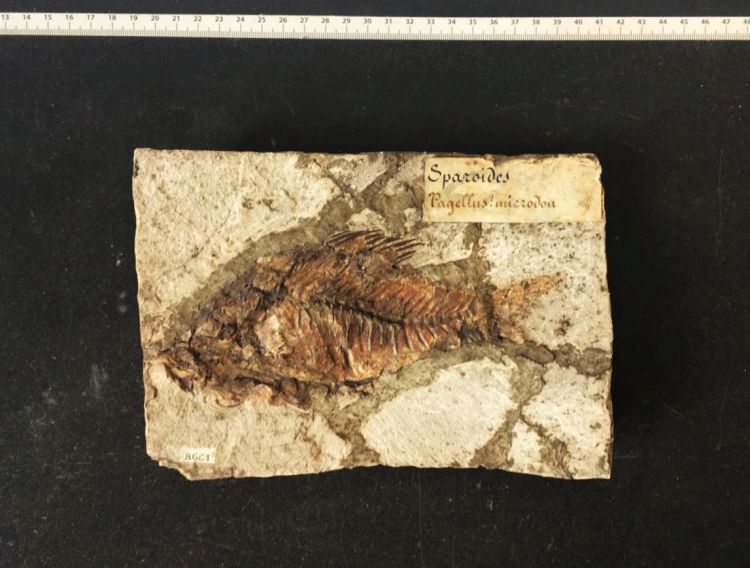 fossile (pesce su lastra, esemplare)