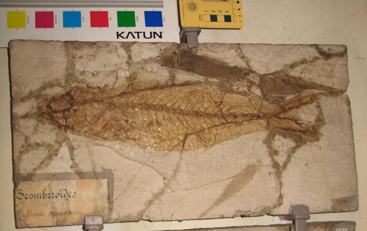fossile (pesce su lastra, esemplare)