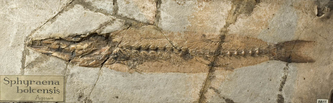 fossile (pesce su lastra, esemplare)