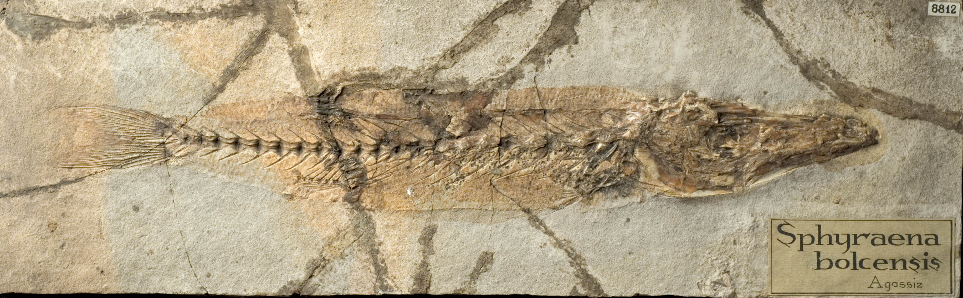 fossile (pesce su lastra, esemplare)