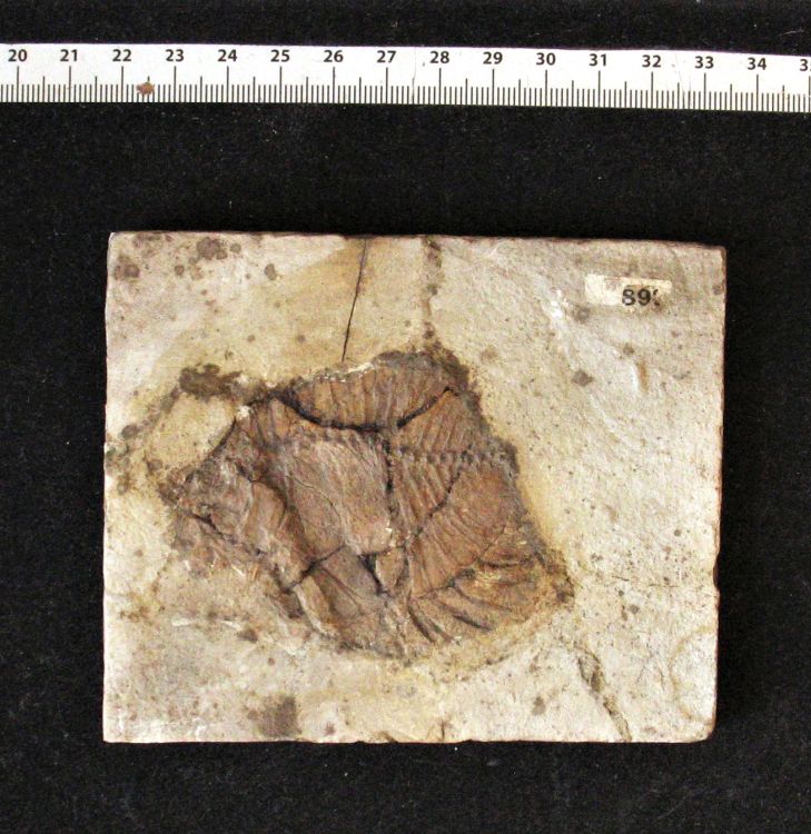 fossile (pesce su lastra, esemplare)