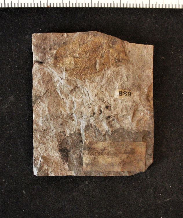 fossile (pesce su lastra, esemplare)