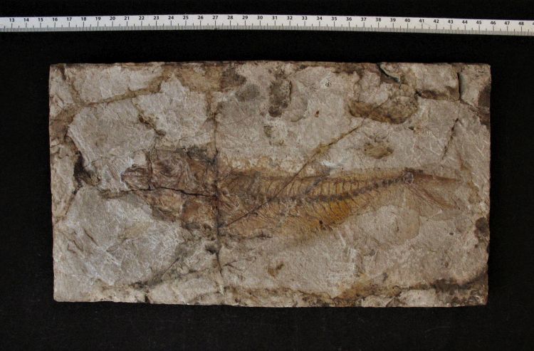 fossile (pesce su lastra, esemplare)