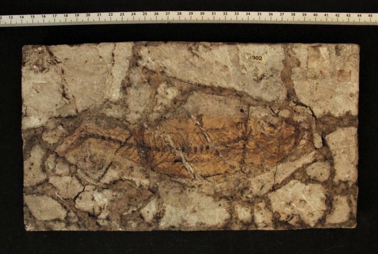 fossile (pesce su lastra, esemplare)