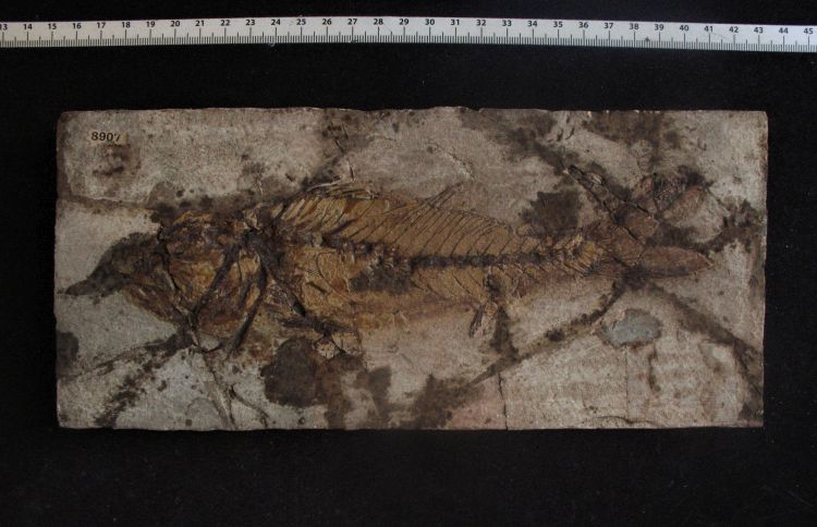 fossile (pesce su lastra, esemplare)